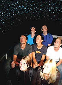Glow Worms