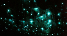 Glow Worms