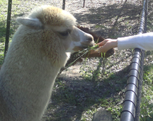 Alpaca